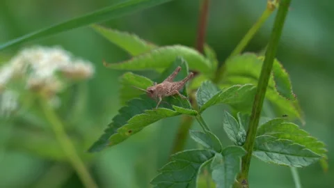 A small grasshopper sits on a blade of grass, enjoying a moment of tranquil.. Stock Footage 312961514
