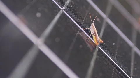 Small Grasshopper Sits on a Solar Panel Cell in the Forest. Zoom. Slow motion Stock Footage 162157423