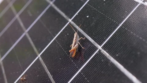 Small Grasshopper Sits on a Solar Panel Cell in the Forest. 4K. Slow motion Stock Footage 162213586