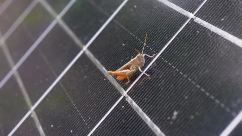 Small Grasshopper Sits on a Solar Panel Cell in the Forest. Zoom. Slow motion Stock Footage 166683302