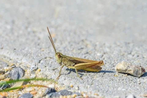 A small grasshopper sitting on the ground Stock Photos