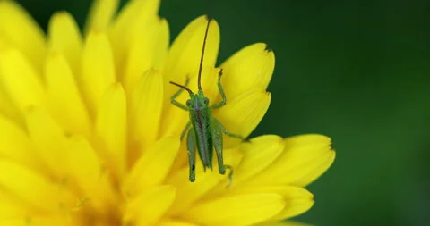 Small Grasshopper On Yellow Flower Vídeos de archivo 151279285