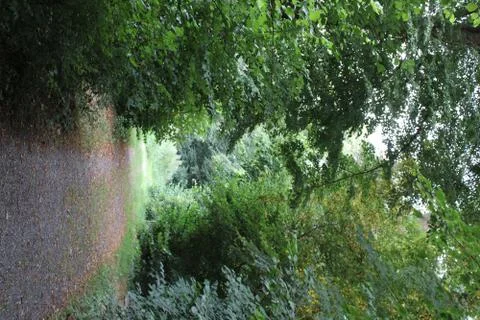 Small gravel path in between trees. Stock Photos