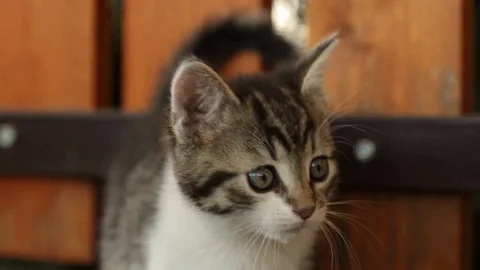 Small gray and white cat Stock Footage 71713585