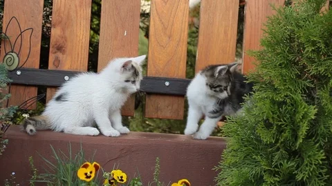 Small gray and white cats Stock Footage 71713458