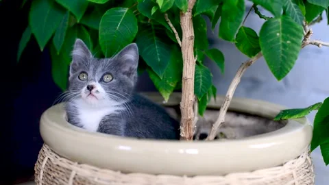 Small gray and white kitten sits in pot with indoor plant and looks at camera Stock Footage 154604707