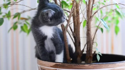 Small gray and white kitten is having fun playing in pot with houseplant Stock Footage 155112517