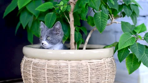 Small gray and white kitten kitten is having fun playing in pot with houseplant Stock Footage 156413010