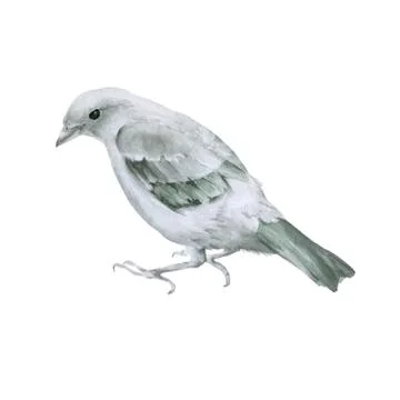 Small gray bird. Isolated on a white background. Stock Illustration