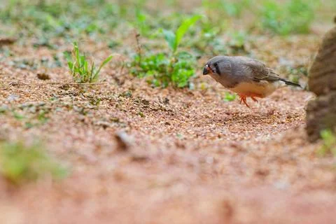 Small gray bird standing on ground with scattered seeds and green plants Stock Photos