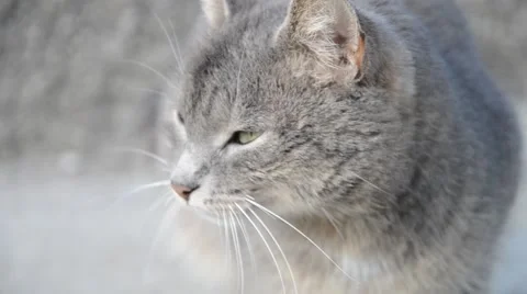 Small gray brown cat on the sidewalk on the road Stock Footage 52322841