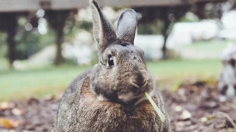 Small gray bunny rabbit chews hay and moves little mouth and chin Stock Footage 96720303