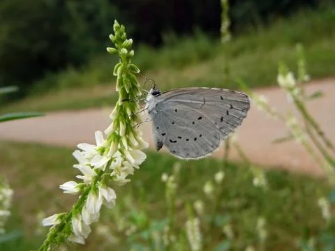 Small gray butterfly Stock Photos
