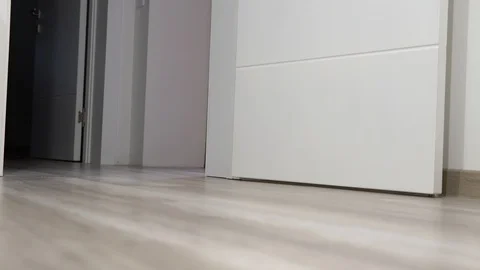 Small gray cat (Korat breed) runs away quickly from right room to left room Stock Footage 129263468