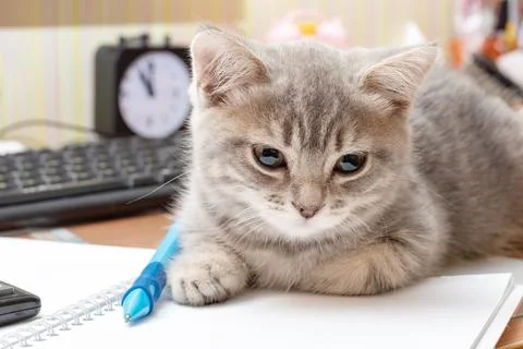 A small gray cat lies on a table next to study supplies, a notebook, a pen, a Stock Photos