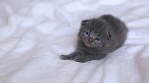 A small gray cat lies on a white bed. A curious kitten on a white blanket looks Stock Footage 277559682
