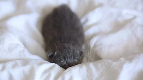 A small gray cat lies on a white bed. The kitten sleeps on a white blanket. Stock Footage 277559760