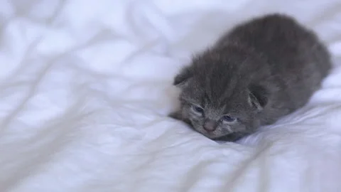 A small gray cat lies on a white bed and waits for food. A curious fluffy kitten Stock Footage 277559876