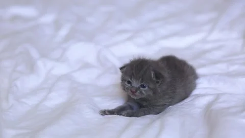 A small gray cat lies on a white bed and waits for food. A curious kitten on a Stock Footage 277559883