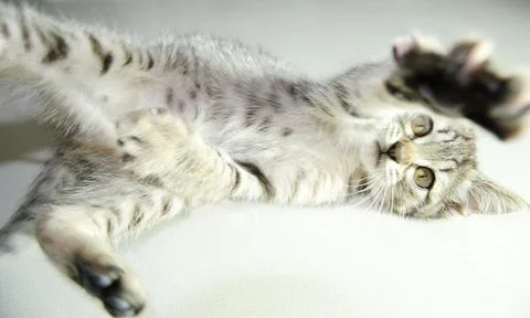 Small gray cat playing lying down Foto stock