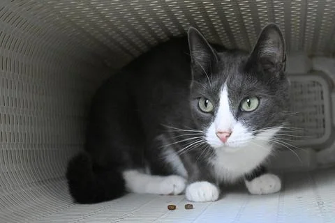 A small gray cat sits in a laundry basket. A thoughtful look. Stock Photos