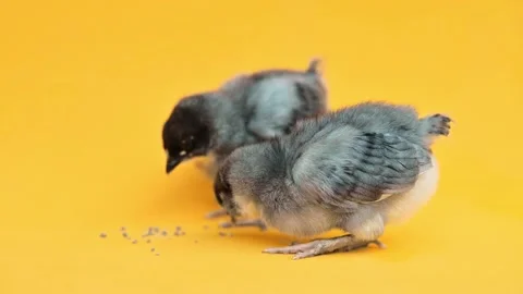 Small gray chickens peck grain on yellow background. Little birds. Chicken food. Stockbeeldmateriaal 169315907