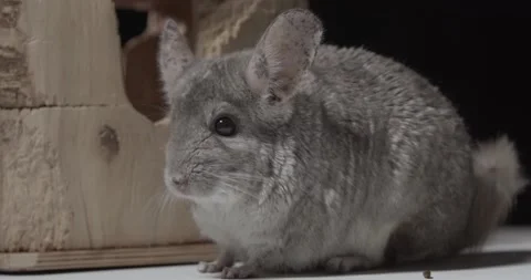Small gray chinchilla is looking around in the studio, adorable rodent, 4k Video stock 158291424