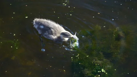 A small gray duck getting some water plants in Estonia Stock Footage 142042950