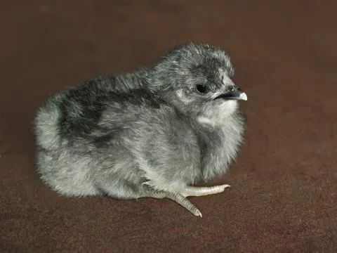 Small gray fluffy chicken Stock Photos