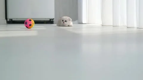 A small gray fold-eared Scottish kitten plays with a multi-colored ball Stock Footage 277534350