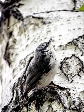 Small gray forest bird on the trunk of a birch tree Stock Photos