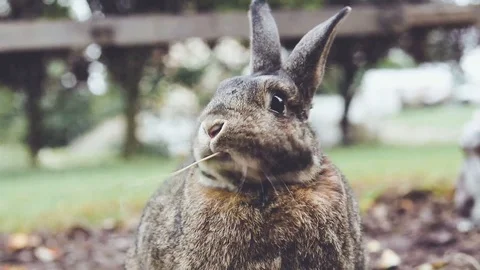 Small gray funny cute small gray rabbit eats hay and it twists around face Stock Footage 96720314
