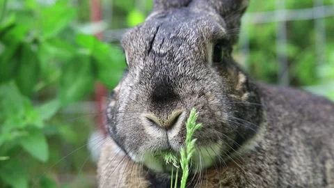 Small gray garden rabbit eating a wheat weed closeup Stock Footage 131204445
