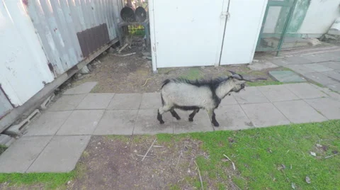 Small gray goat with a black pappus Vídeos de archivo 61198044