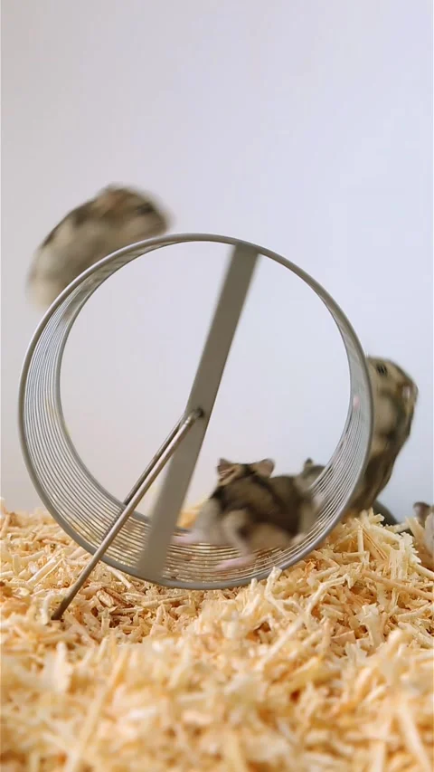 Small, gray hamsters run and ride on a wheel. Rodent cubs are playing, crawling Stock Footage 219681398