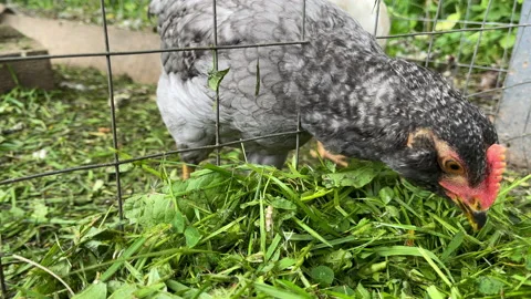 A small gray hen or rooster eats fresh green grass through a grate on a poultry Stock Footage 196924618