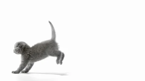 Small gray isolated kitten scottish fold fast runs on white background Stock Footage 119085995