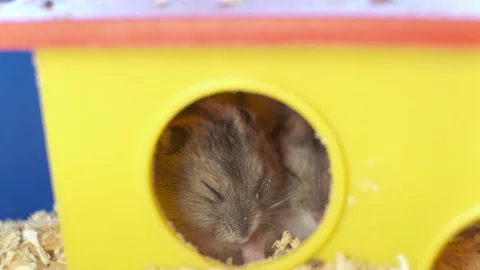 Small gray jungar hamster rats in yellow home cage. Stock Footage 145652287