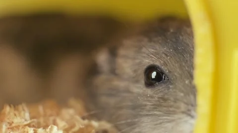 Small gray jungar hamster rats in yellow home cage. Stock Footage 147408512