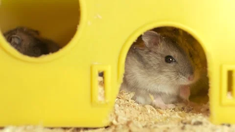 Small gray jungar hamster rats in yellow home cage. Stock Footage 147408630