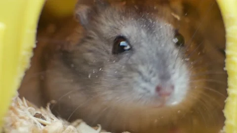 Small gray jungar hamster rats in yellow home cage. Stock Footage 150056095