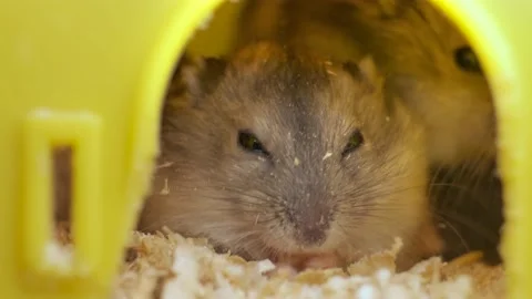 Small gray jungar hamster rats in yellow home cage. Stock Footage 152969097