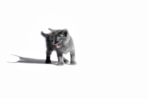 Small gray kitten aggressive with open mouth Stock Photos