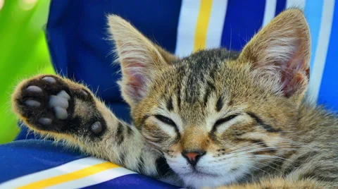Small gray kitten asleep Stock Footage 51319926