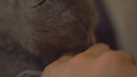  Small gray kitten biting a man's fingers. Stock Footage 95496364