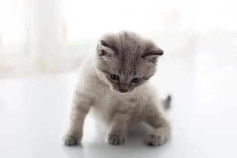 Small gray kitten close-up. 1 Stock Photos