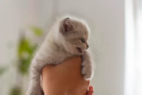 Small gray kitten close-up. 2 Stock Photos