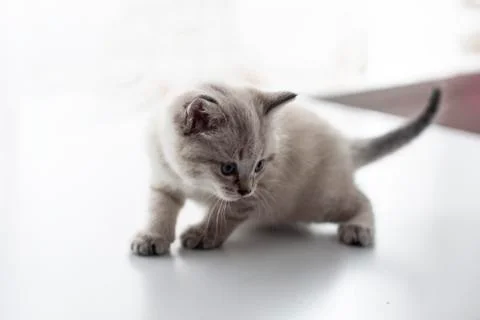 Small gray kitten close-up. Stock Photos