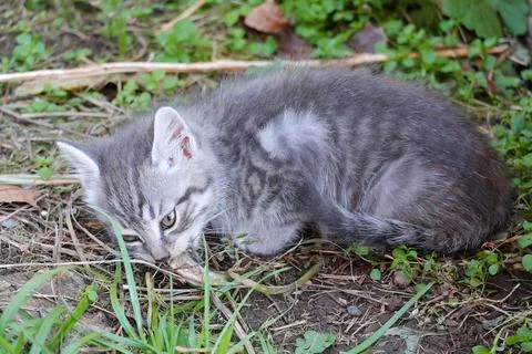 A small gray kitten eating raw fish with an appetite Stock Photos