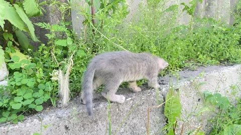 Small Gray Kitten Exploring Garden Vegetation Stock Footage 336507241